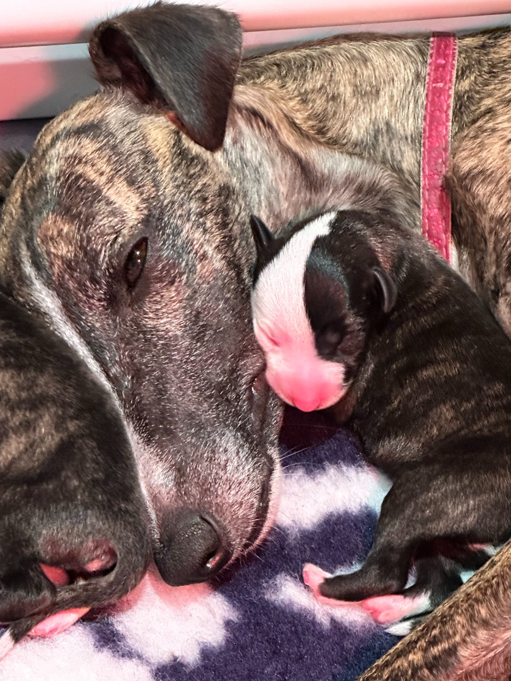 Dress Code - Chiots disponibles - Whippet