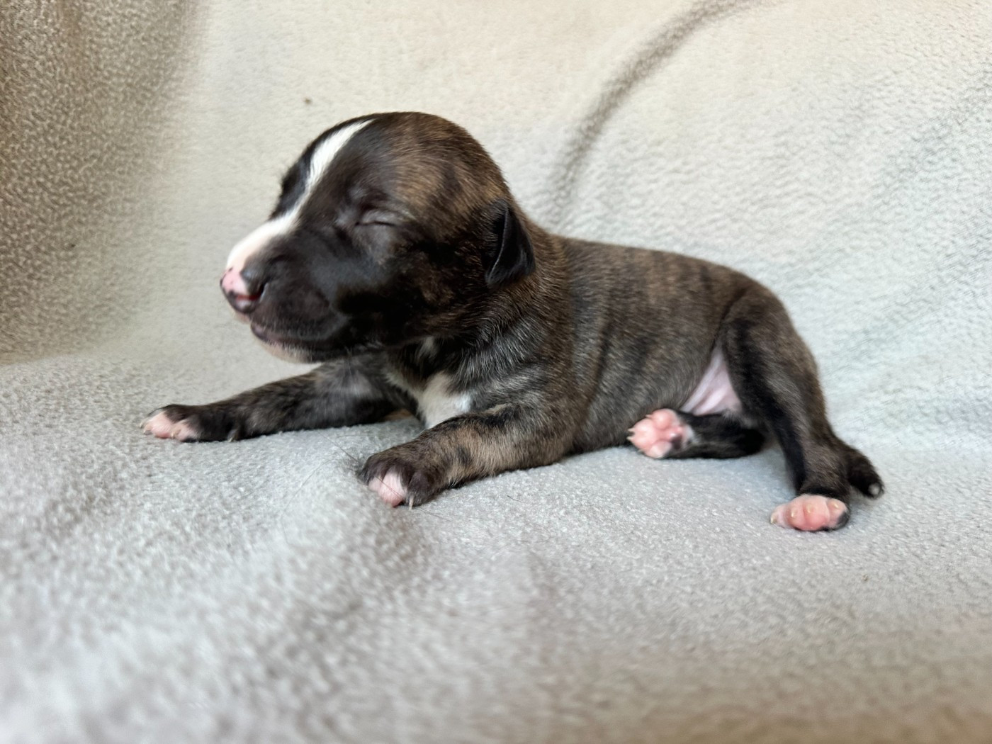 Dress Code - Chiots disponibles - Whippet