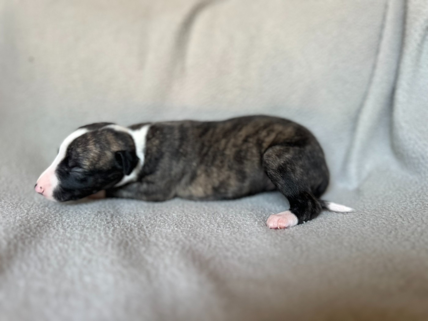 Dress Code - Chiots disponibles - Whippet