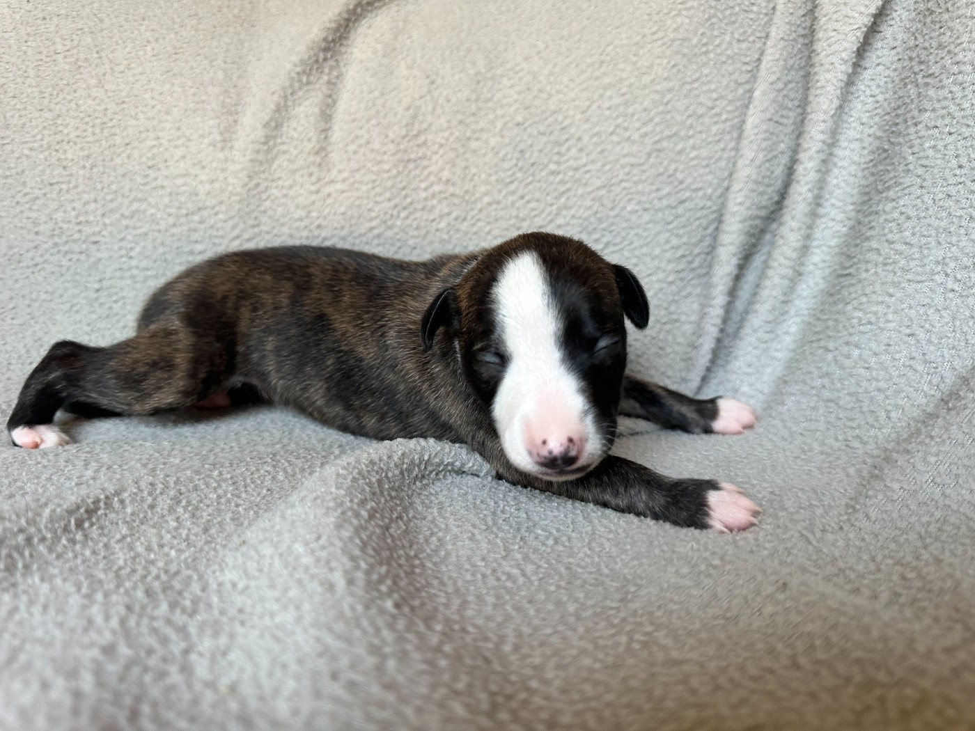 Dress Code - Chiots disponibles - Whippet