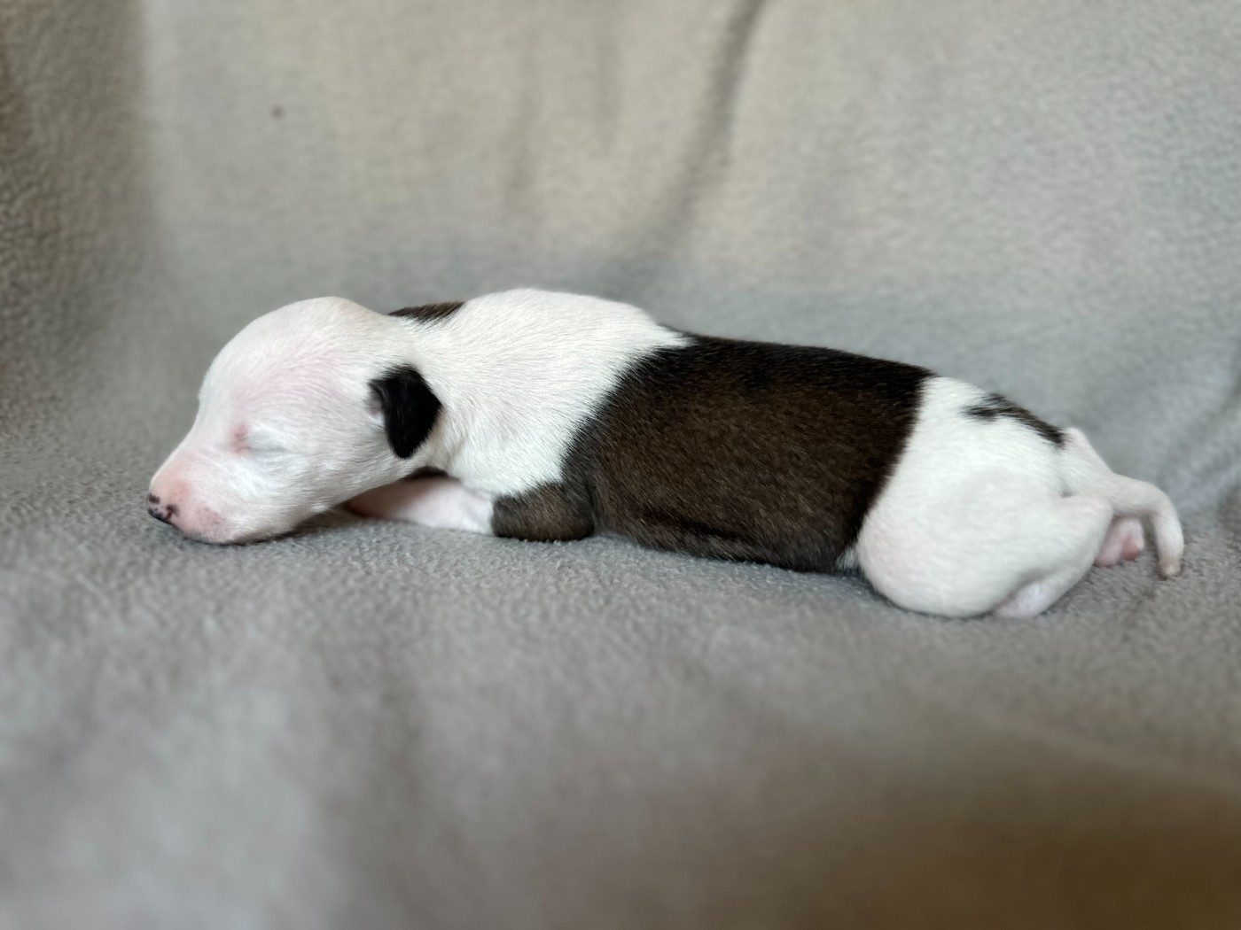 Dress Code - Chiots disponibles - Whippet