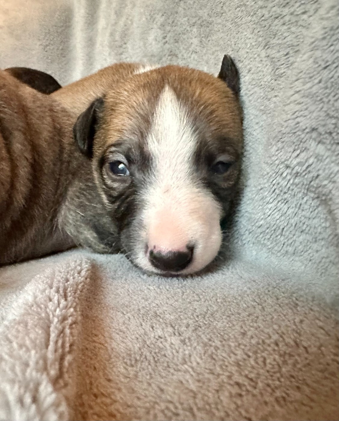Dress Code - Chiots disponibles - Whippet