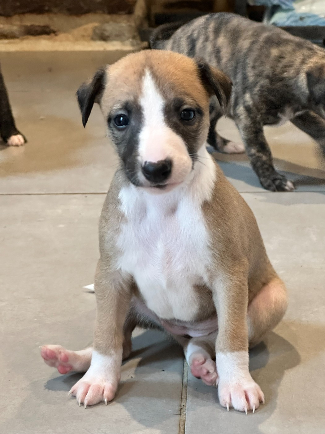Dress Code - Chiots disponibles - Whippet