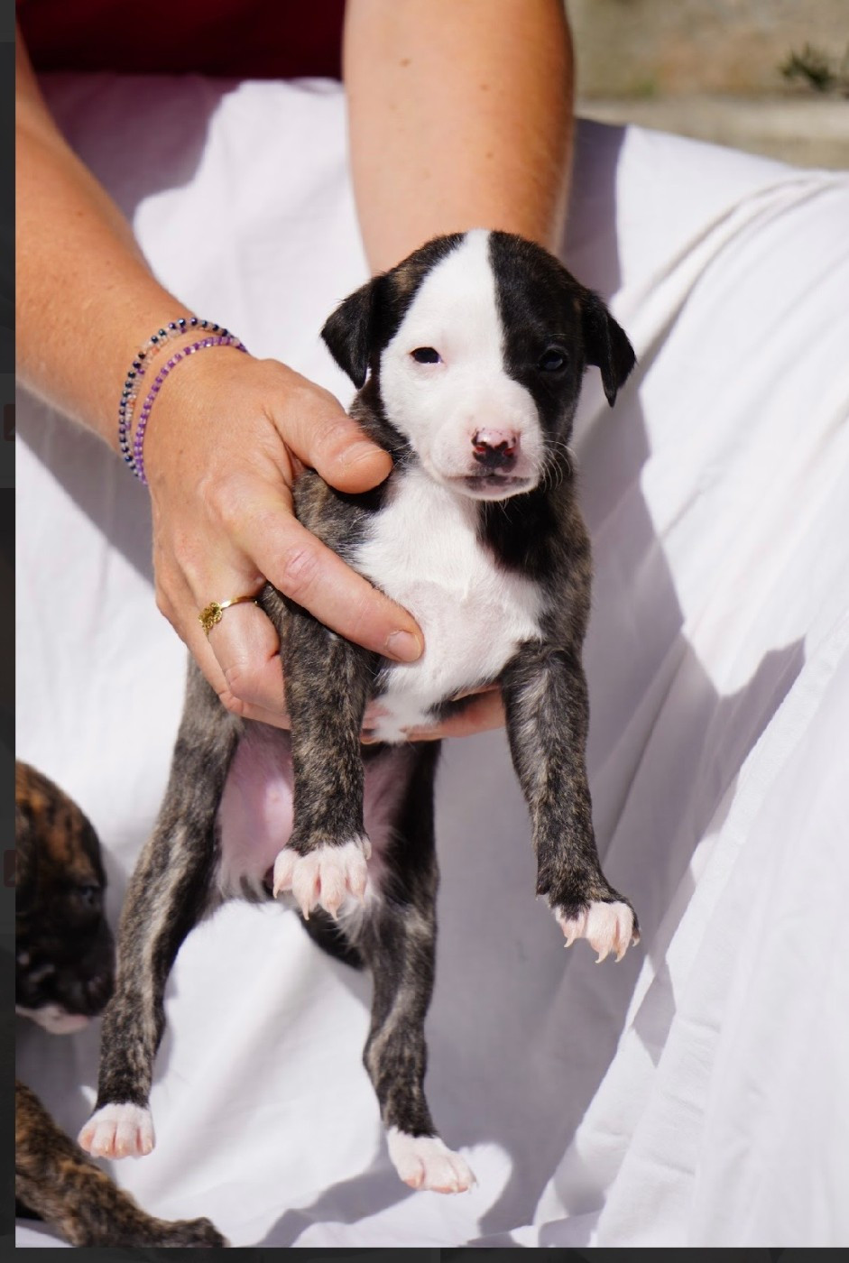 Dress Code - Chiots disponibles - Whippet