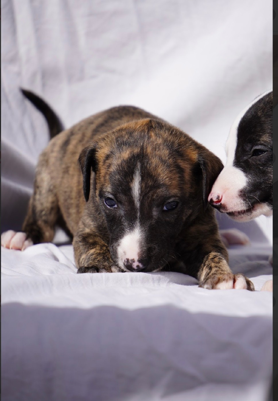 Dress Code - Chiots disponibles - Whippet