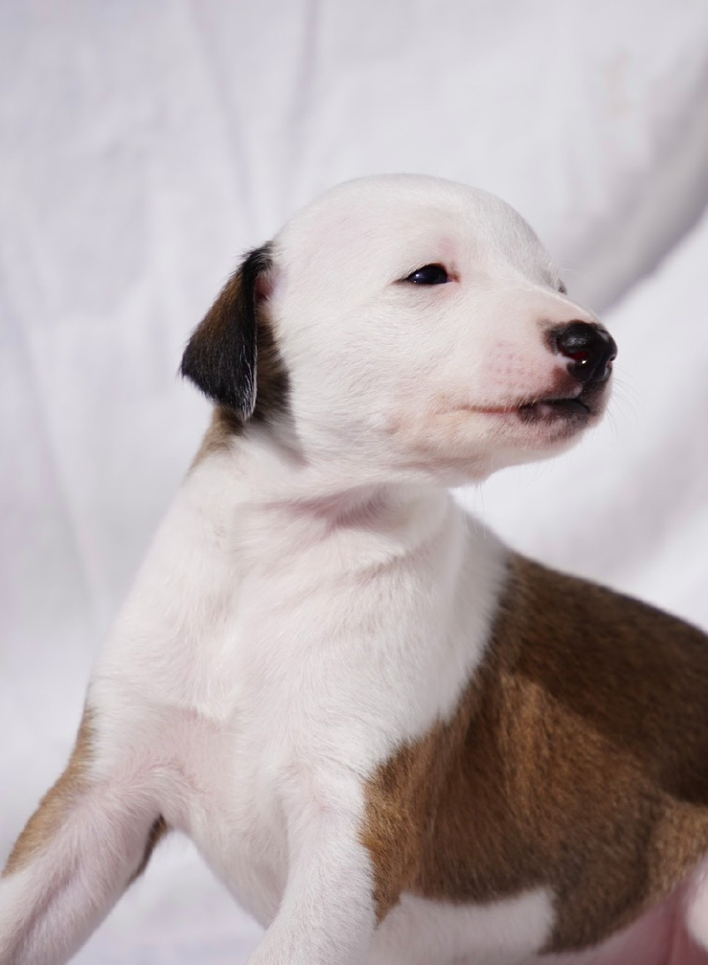 Dress Code - Chiots disponibles - Whippet